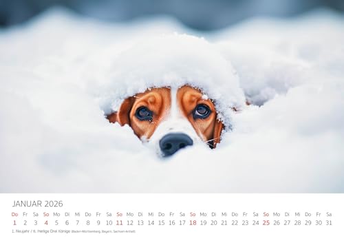 Edition Seidel Premium Kalender Beagle 2026 Format DIN A3 Wandkalender Hundekalender Hund Welpe Tierkinder Hunderasse Haustier