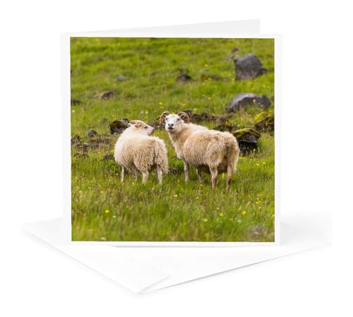 3dRose Iceland, Icelandic sheep are commonly seen in the green pastures. 1 Greeting Card with envelope