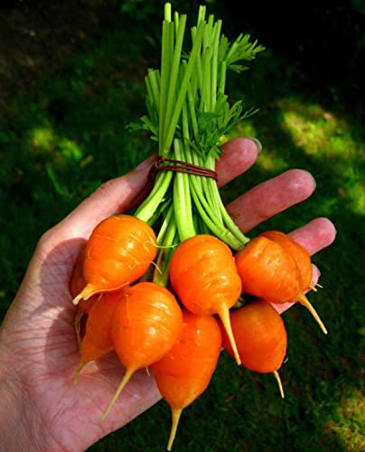 Raise Me Up: Seeds Paris Market Carrot (Can Grow Indoors) Non Gmo Heirloom #TOP1