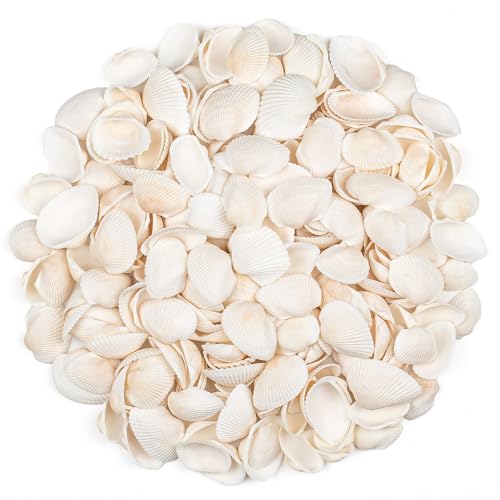SKOOLOVE Conchas marinas para el hogar