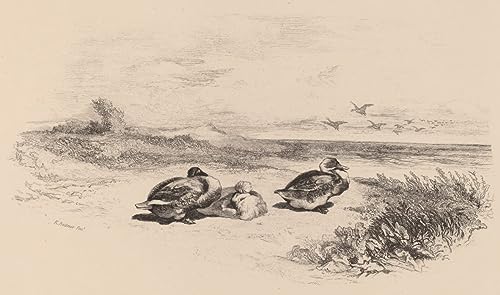 Tableau canards sauvages Karl Bodmer art mural décoration chambre vintage impression 60x90