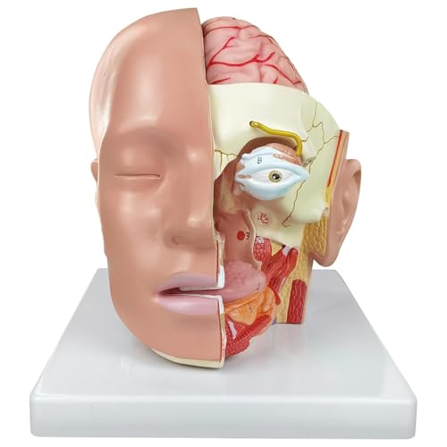 Modèle de cerveau humain AMITD 4 parties amovibles avec artères et étiquettes