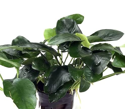 Maalavya Anubias Nana Fatty (Rare Plant) Live Aquarium Aquatic Plant in Pot (B09BJ935Y4) Amazon Price History, Amazon Price Tracker