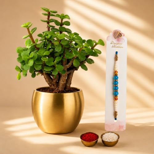 Image of Half Engineer Jade Plant In Gold Tone Metal Pot 3 X 3 Inch Pot Included with Rakhi |Rakshabandhan Gift For Brother Bro Bhai (Rakhi Gift Set 1)