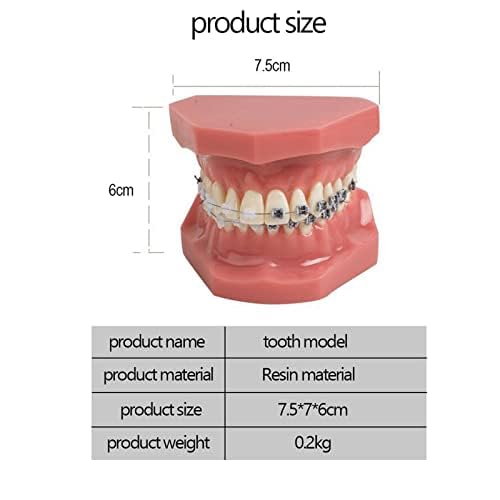 Modelli di Denti per Studenti di Odontoiatria, Modello Dentale Modello Ortodontico con Apparecchi in Ceramica E Metallo, Ottimo per L'insegnamento Scolastico E L'apprendimento degli Studenti, Mate
