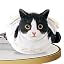 Black and White Cat