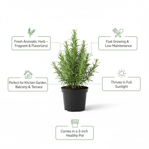 Image of live plants (ROSEMARY PLANT)