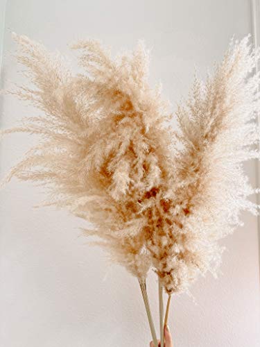 Grama de pampas natural e seca (3 peças) para arranjo de flores e decoração de vaso – plume boêmio e
