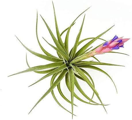 The Drunken Gnome AIR Plants – AERANTHOS - air Purifying Flowering Tillandsia for Terrarium, Fairy Garden Starter kit, Home Office, Indoor Outdoor, Corporate Gift (1)