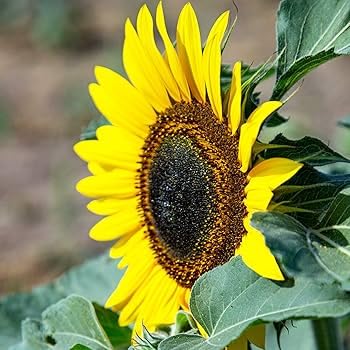 Home Garden Giant Sunflower Seeds - Each Packet Contains 20 Superior Seeds to Grow Beautiful and Robust Giant Sunflowers