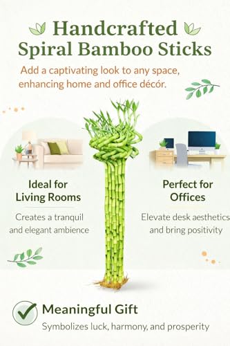 Image of Pot's & Plant's Spiral Lucky Bamboo Live Plant 90cm Dancing Sticks Indoor Air-Purifying Plant for Home & Office Decor Feng Shui & Vastu Good Luck Plant with Growth Booster (6 Stalks, 1 Bundle)