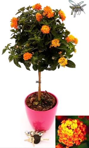 POWERS TO FLOWERS - LANTANA CAMARA ALBERELLO Senza VASO CERAMICA FUCSIA, pianta vera