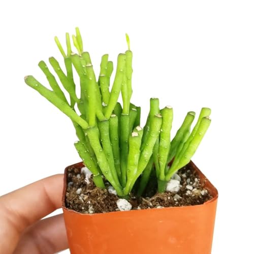 Live Succulent 2 inch Dancing Bones Hatiora Salicornioides - Succulents Plants Live - Live, Healthy Succulents - Unique Succulent Gift Ideas - Easy to Care Succulents for Beginners