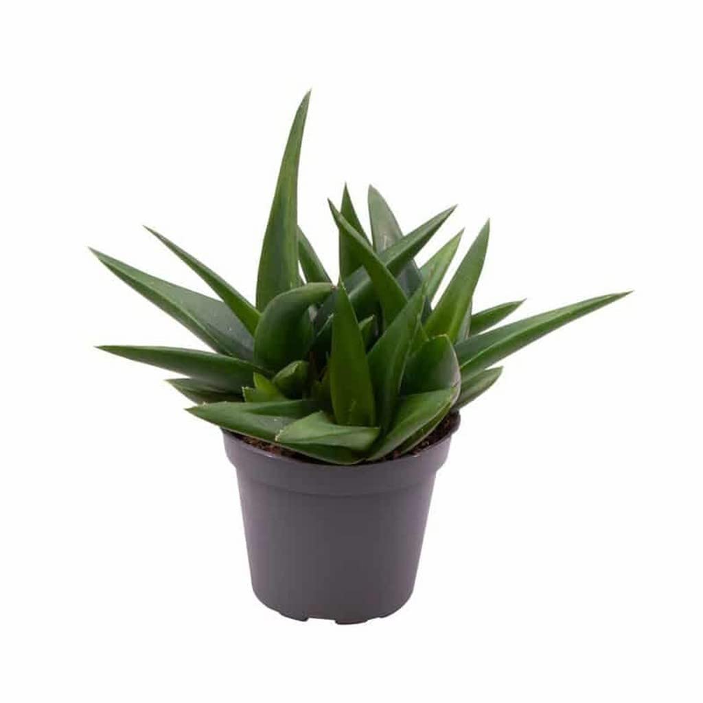 OhhSome Plants Aloe Black Gem (Alworthia Black Gem), 7 Cm Pot Succlent For Terrarium (Exotic Live Healthy Plant) (B09WRNC2F9) Amazon Price History, Amazon Price Tracker