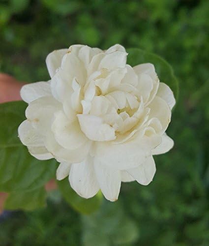 Jasmine Grand Duke of Tuscany ~Fragrant Jasmine ~ Plants are 3 to 6 inches Tall
