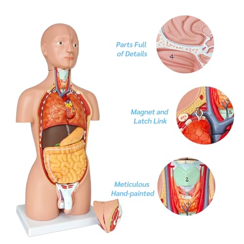 Image of JNMFTD Human Torso Anatomy Model 17 inch, 16 Part Dual-Sex Body Removable Model with Heart Brain Visceral Organ Muscular Layers Vessels Nerves Include Product Manual Card for Medical Scientific Education