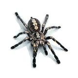 SELBSTKLEBENDE RÜCKSEITE: Ermöglicht einfaches und schnelles anbringen des Profi-Klebefilms