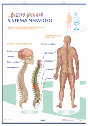 La Musculatura / Sistema Nervioso: Láminas de Anatomía de Primaria