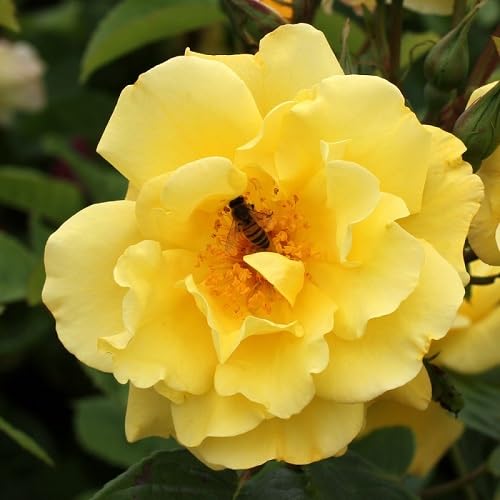 Kletterrose Golden Gate - Gelb, Mehrjährig & Winterhart | Winterhärte | leuchtend goldgelb mit Kupferschein