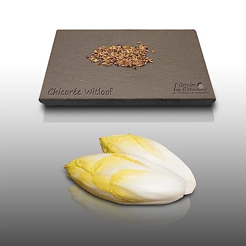 250 graines à semer - Le Grenier d'Abondance - CHICOREE Witloof - Cichorium