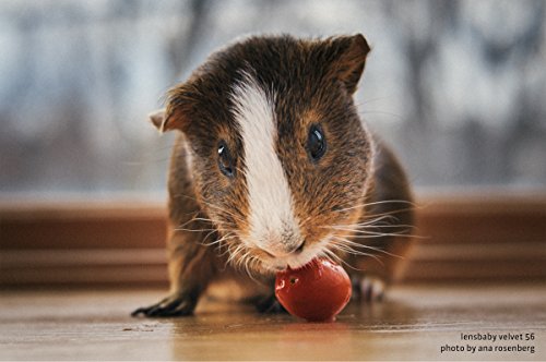 Ficha técnica Lensbaby Velvet 56 para Canon EF Suave y aterciopelado Perfecto para macro y retratos Efecto brillo - Fernando Cortés Ficha técnica Lensbaby Velvet 56 para Canon EF Suave y aterciopelado Perfecto para macro y retratos Efecto brillo - Fernando Cortés
