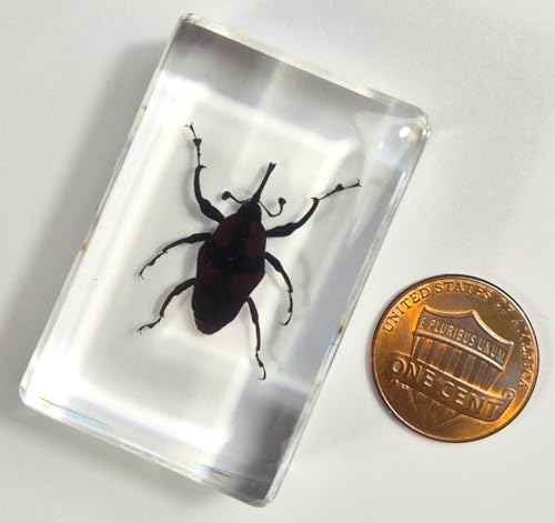 Image of 44mm Real Bamboo Weevil Long Horned Beetle in Crystal Clear Lucite Resin Specimen Preserved Insect Bugs Taxidermy Collection for Biology Science Education & Desk Ornament Display Supplies
