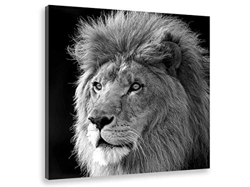Hexoa Tableau lion animaux roi de la jungle - Made in France - Toile imprimée - 30x30