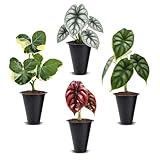Alocasia Plant Collection (4 Pack) -Cuprea, Mickey Mouse, Silver Dragon, Dragon Scale- Rare Indoor Houseplants, Exotic Elephant Ear Plants Live, Live Starter Plants.