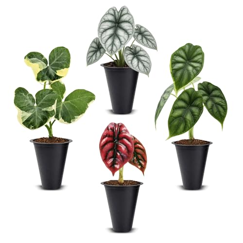 Alocasia Plant Collection (4 Pack) -Cuprea Mickey Mouse Silver Dragon Dragon Scale- Rare Indoor Houseplants Exotic Elephant Ear Plants Live Live Starter Plants.
