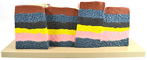 Image of Eisco - Fractures, Faults & Dislocations Model, 21 inch x 13 inch x 8 inch, Hand-Painted Geological Representation, Demonstrates Normal, Reverse & Strike-Slip Faults, Durable Polymer, Earth Science Classroom