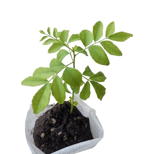 Curry Leaf Plant. Live Plant. Fragrant Beautiful Edible. Easy Grow. Indian Cooking Must Have. Murraya Koenigii. (1 Sac)