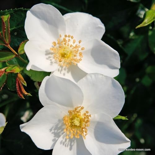 2 x Rosier - Rosa 'Escimo' Pot 25-30 cm - La Rosier enchanteresse aux fleurs blanc pur de 8 cm