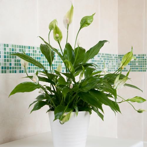 Carbeth Plants Spathiphyllum Peace Lily Indoor Houseplant in 9cm Pot