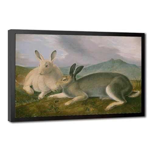 Toile lièvre arctique John James Audubon cadre suspendu salon bureau 20x30