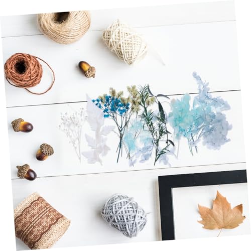 Kit de flores secas naturales para manualidades DIY miniatura 6