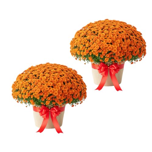 Hardy Chrysanthemum Plants Live