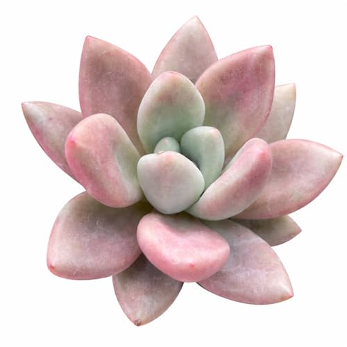 Graptoveria 'Pink Donna' - Live Succulent Plant, 2 Inch Plastic