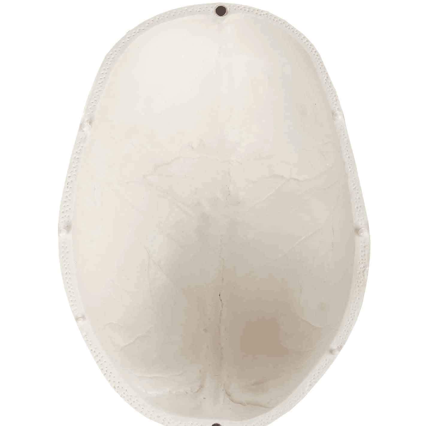 Model anatomiczny Mini model czaszki, ludzka czaszka z elastyczną szczęką, do nauczania w szpitalach i szkołach