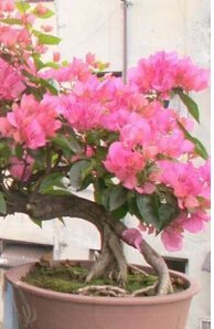 20 * Mix-Color Bougainvillea Spectabilis Willd Samen Bonsai Blume Pflanzensamen