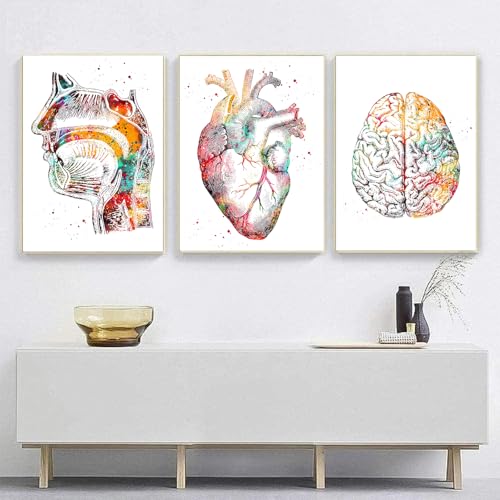 Posters anatomie cœur cerveau pour décoration murale d'un bureau de médecin