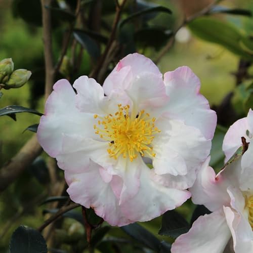 La pianta di Camellia sasanqua 