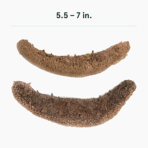 SB Organics Large Alaskan Red Dried Sea Cucumbers - 8 oz Bag of Non-GMO Wild-Caught Natural Sea Cucumber - Dried & Sustainably Harvested in USA