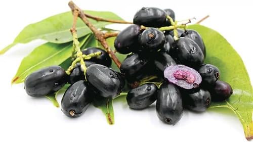 Image of Live Thai Grafted Black Jamun Plant Height 1-2 FT, Java plum Black plum grafted Black Jamun Karuppu jamun kaala jaamun Kala jamuna Fruit tree KALO JAM Grafted Plant with polybag