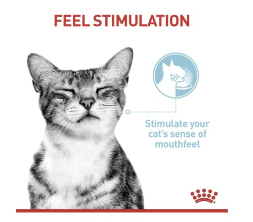 Royal Canin Sensory Feel Jelly | 12 x 85 g | Nassfutter für ausgewachsene Katzen | Stückchen in Gelee | Zur Anregung des Mundgefühls | Instinktiv bevorzugt
