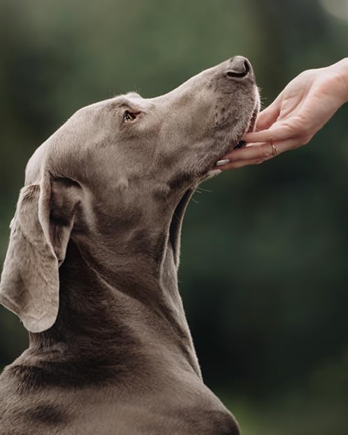 Fresco Bierhefe | 500 g | Ergänzungsfuttermittel für Hunde | Reines Naturprodukt | Enthält sämtliche B-Vitamine, Biotin, Mineralstoffe und hochwertiges Eiweiß | Appetitanregend
