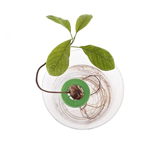 R&R SHOP Avocado Kit Germinator - Schwimmender Topf für die Avocado-Keimung, Samenwachstumskit, 100% recycelbarer und zusammensetzbarer Maisplastik (Grün)