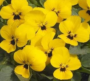 Viola Penny Yellow Blotch 250 Seeds