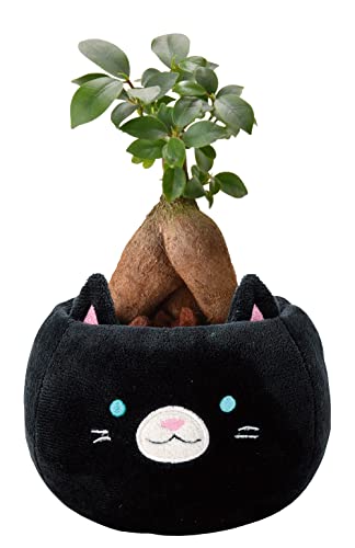 Ԃ̃Mtg KW} KW}̖ ϗtA ~j { A ܂ v[g L