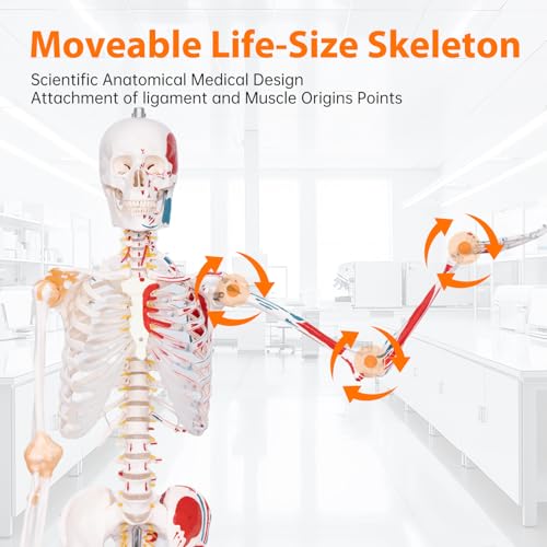 Image of 70.8 inch Human Anatomy Model,Skeleton Model Muscle Insertion & Ligaments