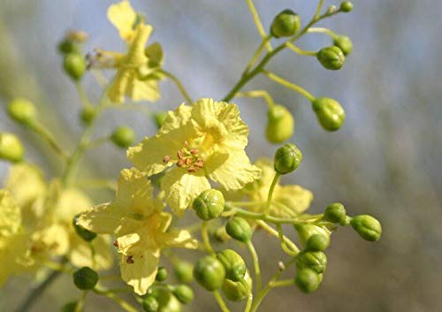 GETSO Parkinsonia Forida, Blue Palo Verde (40 Seeds) (037)